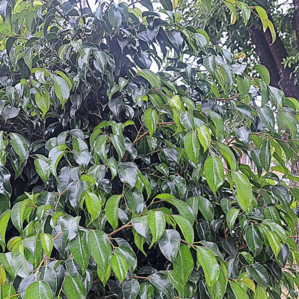 Hojas de Ficus de Nuestro Antiguo Hogar. Foto tomada Real de este bello e imponente árbol. www.pabloarielcanete.com