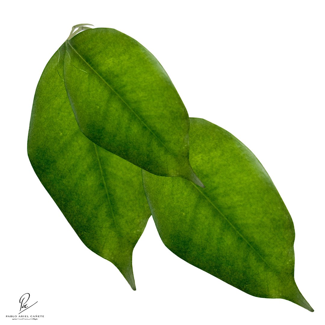 Hojas de Ficus del Arbol de la Puerta de Mi Casa que plantamos es muy especial www.pabloarielcanete.com